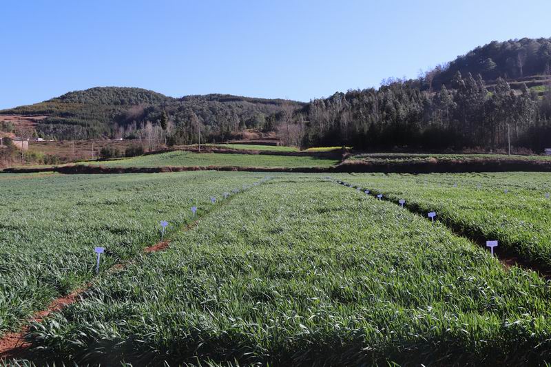 項目區(qū)小麥長勢