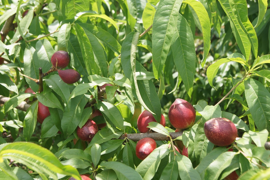 圖二，冒水洞村油桃產(chǎn)業(yè).JPG